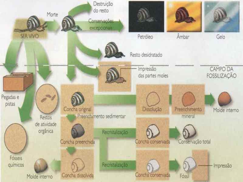 Infográfico fossilização fósseis