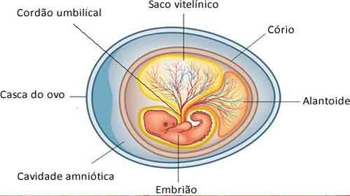 Placenta Alantóide saco vitelinico placenta - Anexos Embrionários