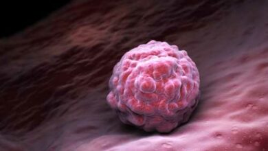 Conheça os tipos de células tronco: totipotente, multipotente e pluripotente