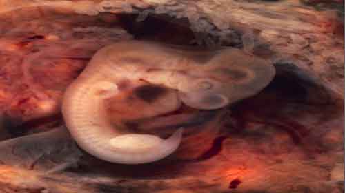 Formação dos órgãos do embrião
