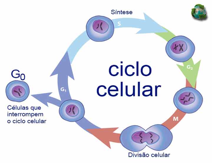 ciclo-celular