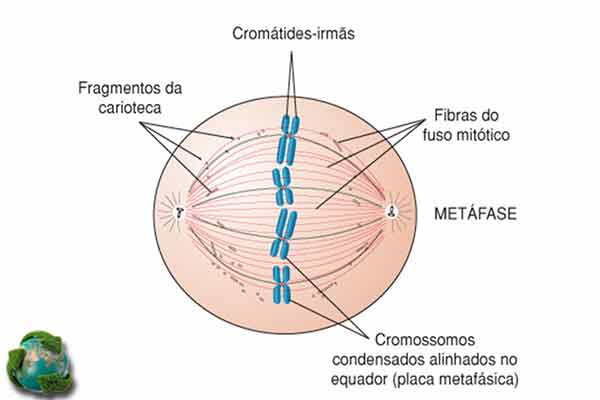 condensação dos cromossomos