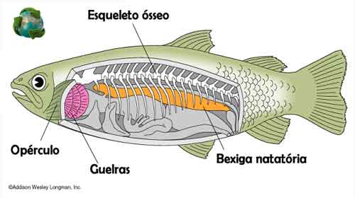 peixes com esqueleto ósseo