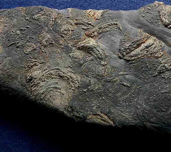 estromatólitos fósseis