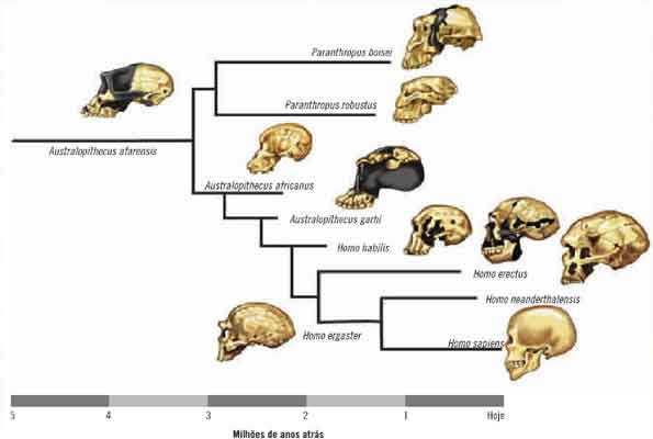 Primatas - características e evolução