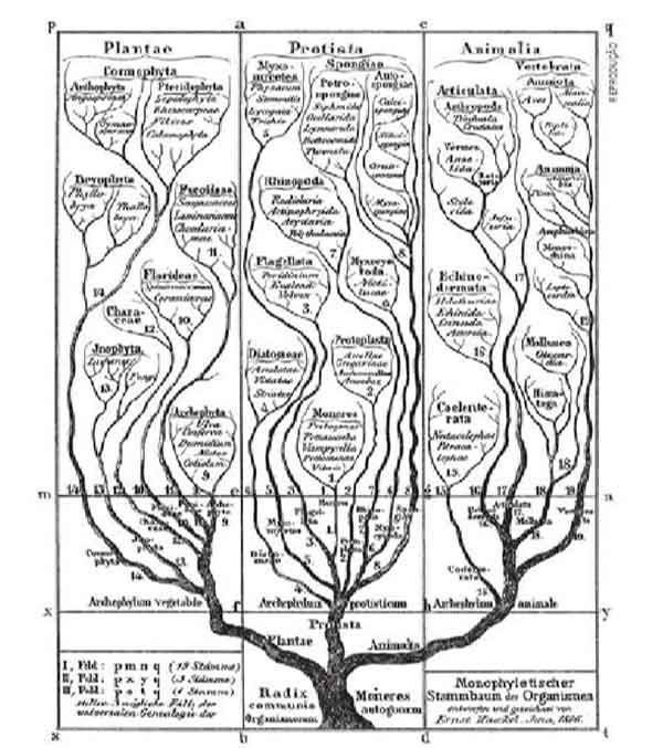 primeira árvore filogenética