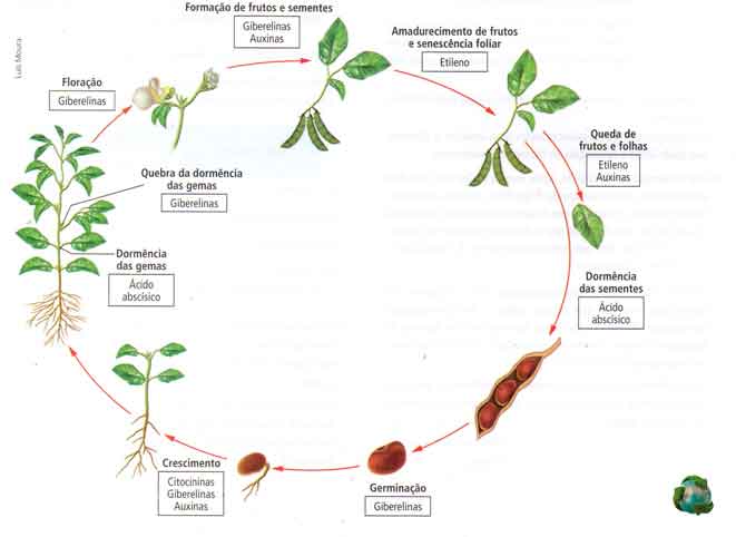 ciclo de vida vegetal