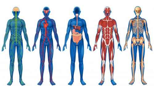 Anatomia dos orgãos do corpo humano