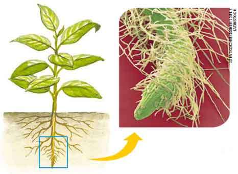 Plantas angiospermas - características, reprodução, exemplos - resumo