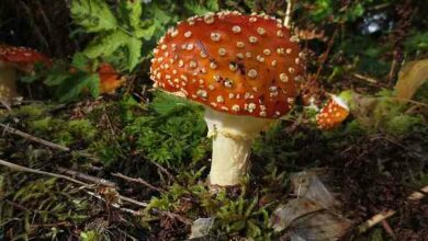 Reino Fungi: Características Gerais dos Fungos - resumo