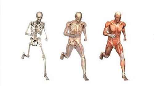 ossos músculos articulações