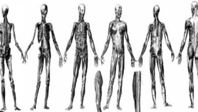 Sistema locomotor humano: função, anatomia, resumo