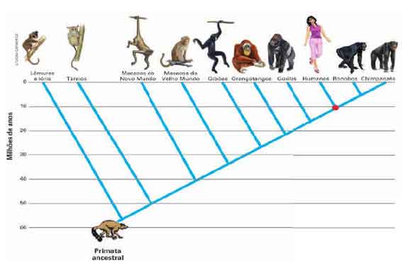 Classificação dos primatas - Taxonomia e filogenia