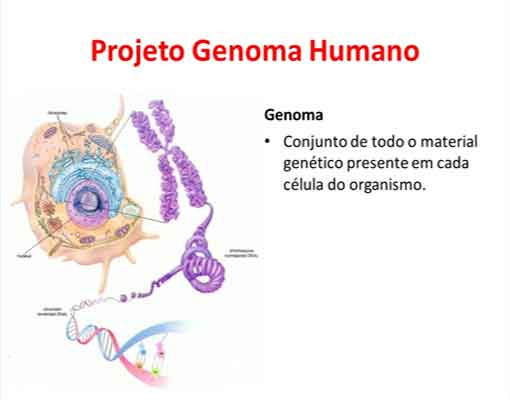 O projeto genoma humano dna resumo