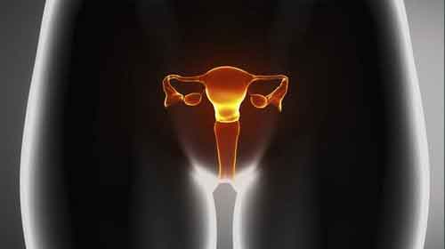 utero femininoovarios