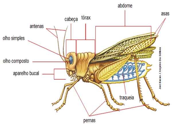 Classe insecta características ordens insetos sociais