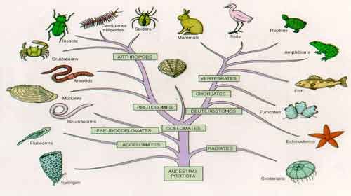 O que é taxonomia: Classificação taxonômica – Resumo