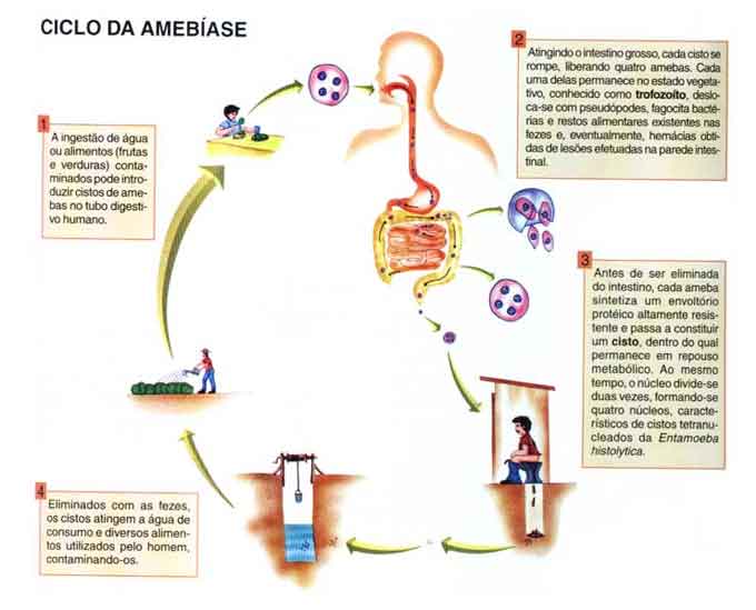 O que é Amebíase - Sintomas, tratamento, causa, transmissão, prevenção