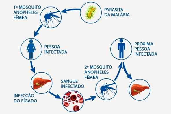 Ciclo de vida do parasita