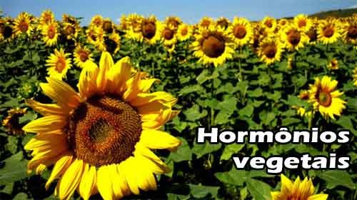 Fitormônios – Hormônios Vegetais – Resumo