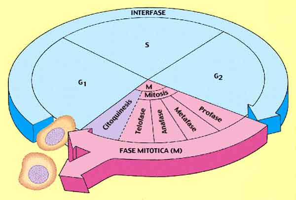 interfáse e fase mitotica
