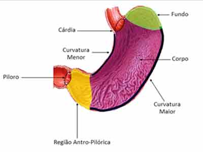 Sistema Digestório – Função, anatomia, humano – Resumo