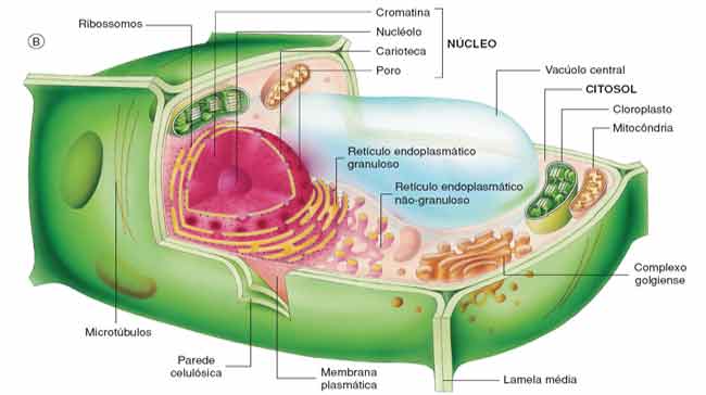 a celula vegetal - características gerais