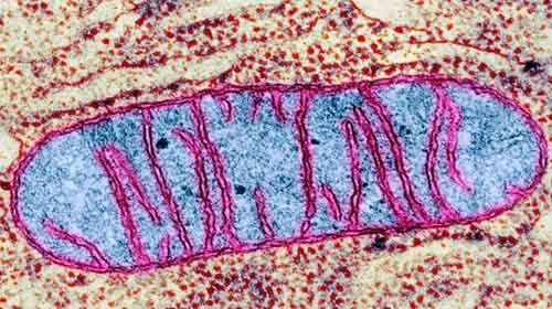 Foto microscópio mitocondria