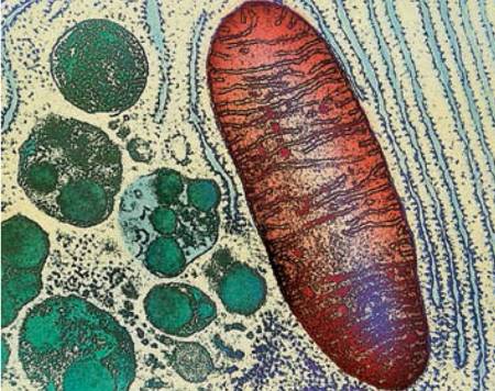 estrutura de uma mitocôndria