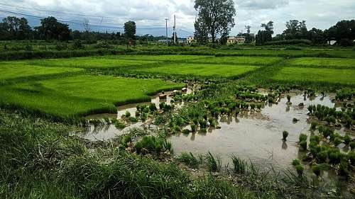 A importância do solo e a agricultura