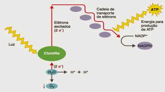 o que é clorofila