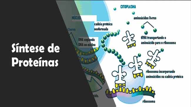 Síntese proteica: a produção de proteínas – Resumo