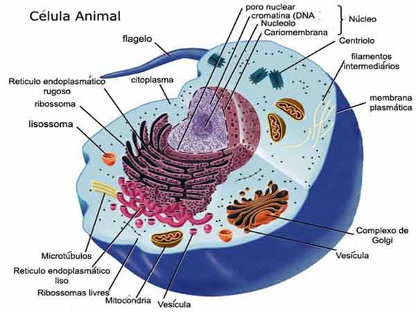 A Célula Animal - estrutura e características gerais