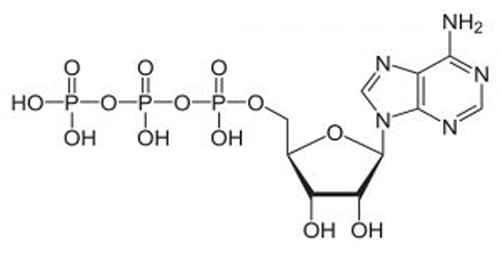 O que é ATP - Adenosina trifosfato