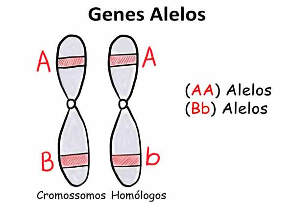 gene alelo