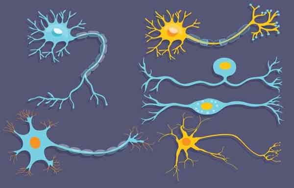 Foto de Neurônio: estrutura, função e classificação