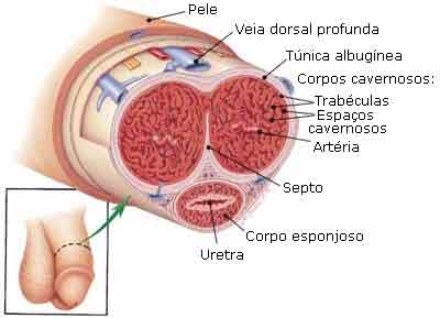 histologia do pênis