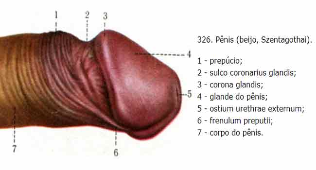 Anatomia do Pênis