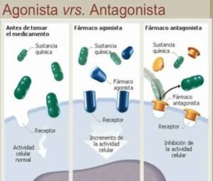O que são Agonistas e Antagonistas - definição, tipos - Resumo