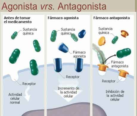 Agonista e Antagonista: o que são, definição, tipos - Resumo