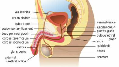 Vejas as principais características, função e anatomia do sistema genital masculino