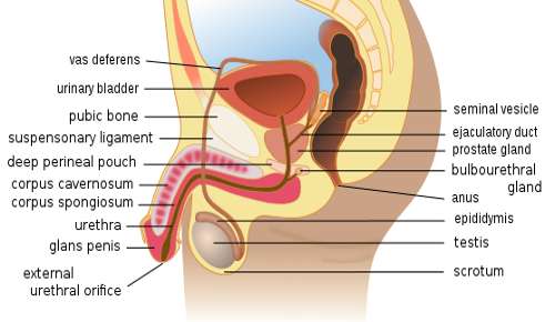Vejas as principais características, função e anatomia do sistema genital masculino