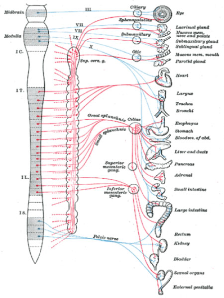 Sistema Nervoso Autônomo: fisiologia, anatomia – Resumo