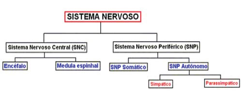 Tipos de sistema nervoso