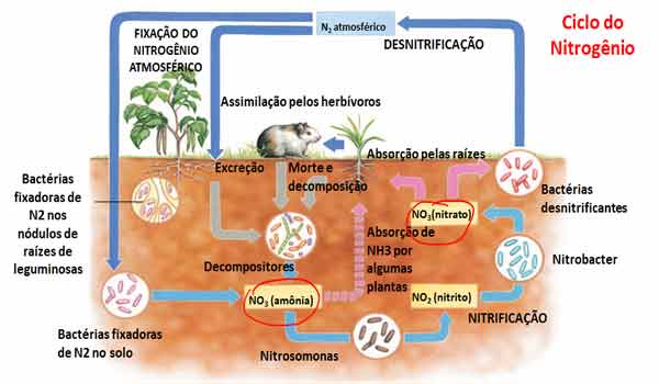 Ciclos Biogeoquímicos - resumo - o que são, quais são