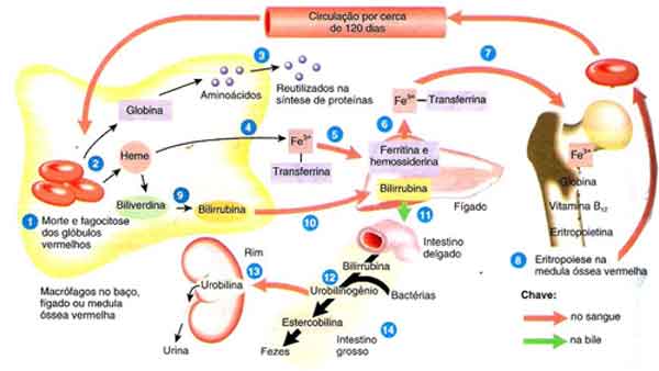 ciclo da bilirrubina