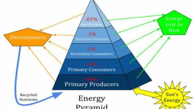 Aprenda a interpretar uma pirâmide de energia. Também pode ser conhecida como pirâmide ecológica