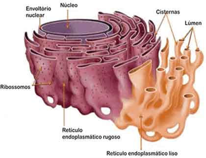 Retículo endoplasmático rugoso Retículo endoplasmáticoliso