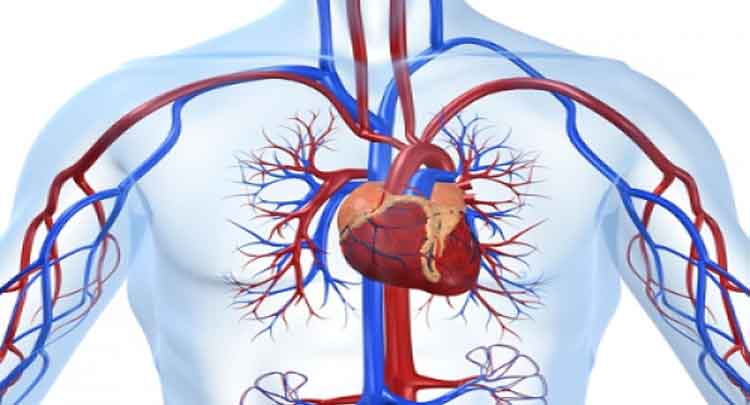 Veja os órgãos e as funções do sistema circulatório
