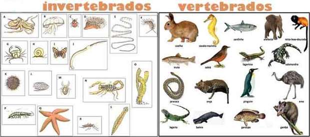 invertebrados e vertebrados